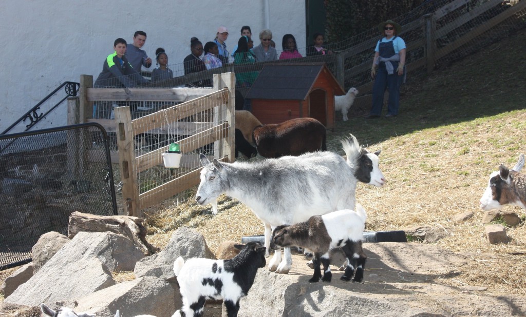goats 2