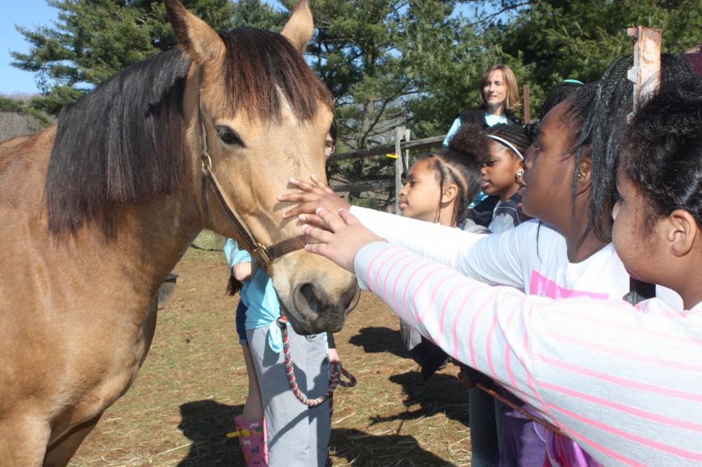 horses 3