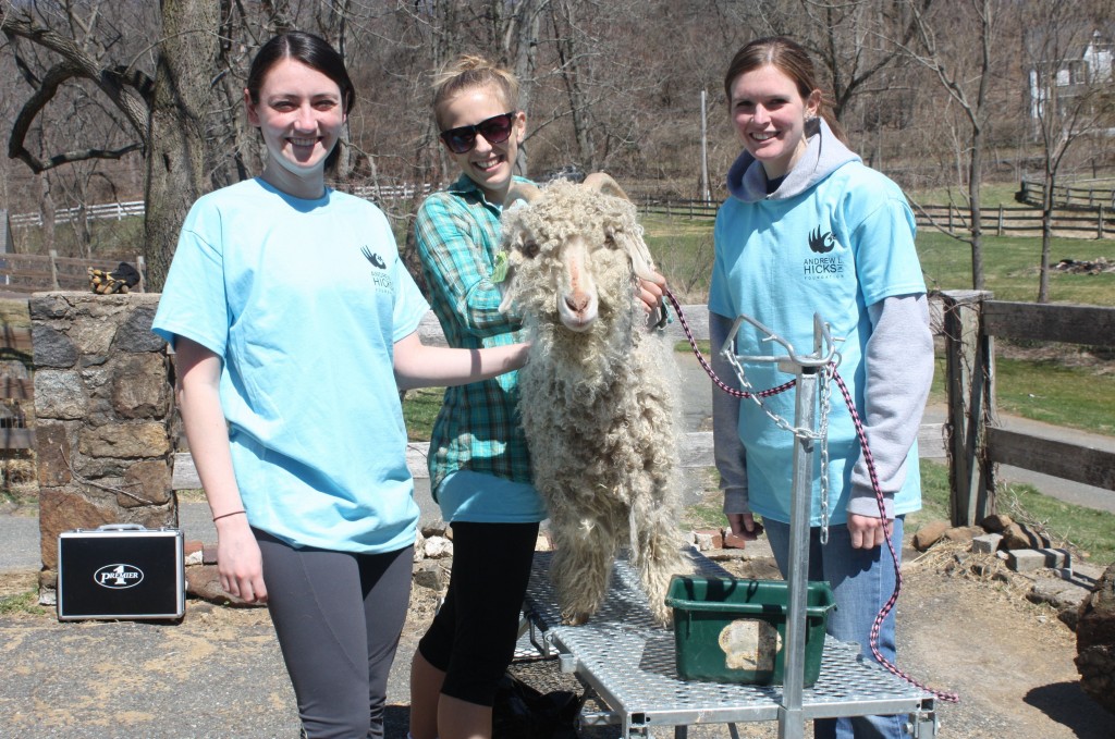 shearing