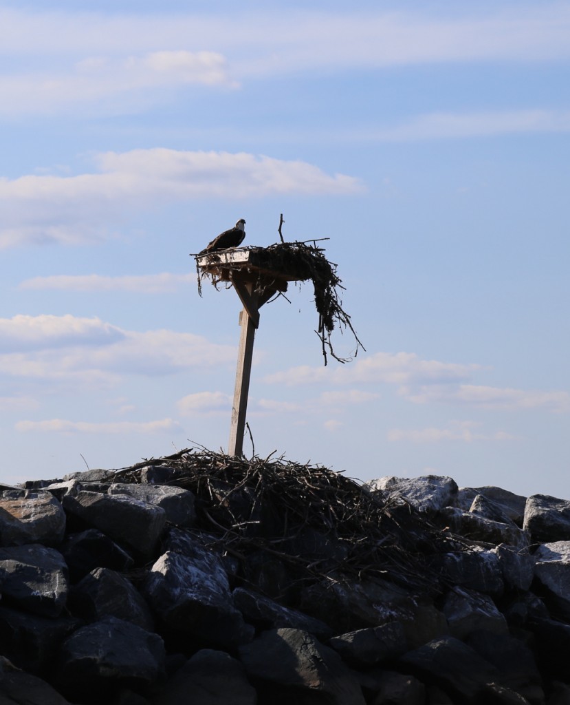 bald eagle